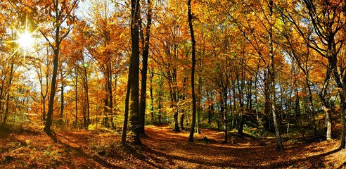 One of our Exclusive Scents. Fresh green trees, a hint of spice, and an earthy vibe. It feels like a hike in the woods. (this is not the same as the BBW scent)