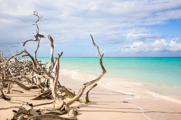 A clean fresh fragrance that blends salty marine, bright citrus, light sage, and earthy cedar wood. It's a calming, clean, coastal favorite that touches all the senses.