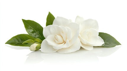 Gardenia