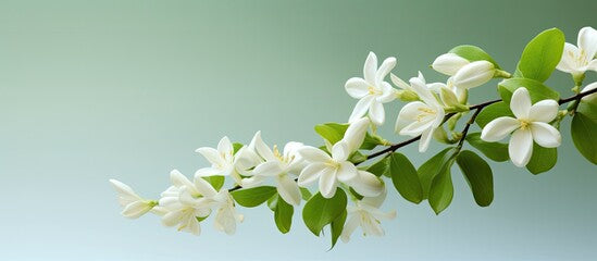 A classic floral scent favored among many. Like taking an evening stroll among the flowers.